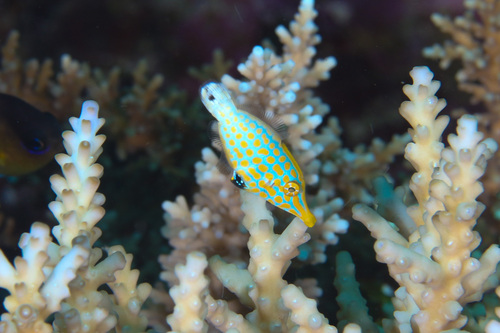 Beaked leatherjacket (Oxymonacanthus longirostris) — Monacanthidae — 4