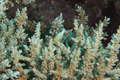 Acropora