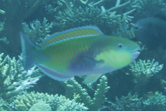 Chlorurus japanensis