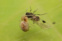 Dictynidae