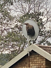 Polyboroides typus typus