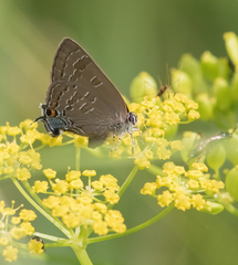 Satyrium caryaevorus