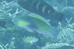 Chlorurus japanensis