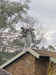 Polyboroides typus typus