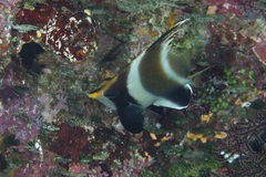 Heniochus chrysostomus