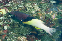 Bodianus mesothorax