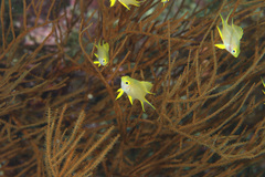 Amblyglyphidodon aureus