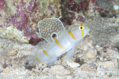 Randall's prawn-goby (Amblyeleotris randalli) — Gobiidae — 5