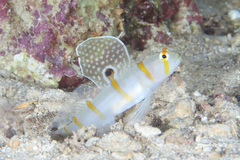 Amblyeleotris randalli