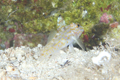 Fusigobius aureus