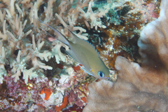 Pycnochromis amboinensis