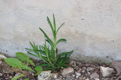 Dianthus armeria