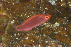 Cirrhilabrus punctatus