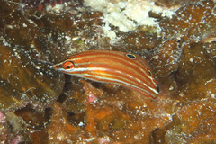 Halichoeres biocellatus
