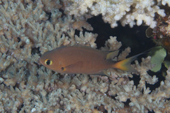 Pycnochromis atripes