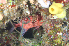 Myripristis hexagona