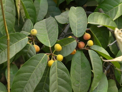 Ficus nervosa