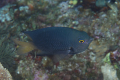 Pomacentrus flavioculus