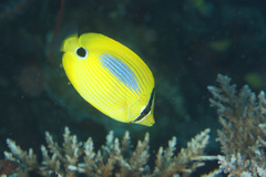 Chaetodon plebeius