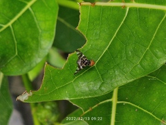 Cecidochares connexa