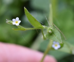 Myosotis sparsiflora