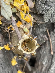 Tetragonisca fiebrigi