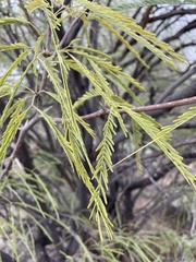 Prosopis velutina