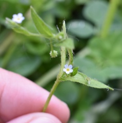 Myosotis sparsiflora