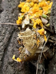 Tetragonisca fiebrigi