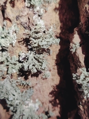 Ramalina labiosorediata