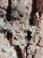 Ramalina labiosorediata