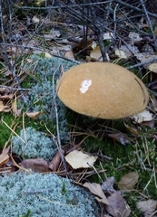 Suillus variegatus