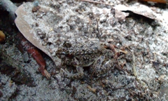 Fejervarya limnocharis