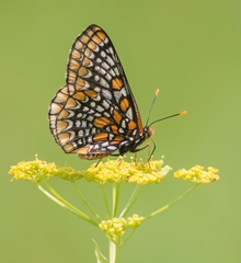 Euphydryas phaeton