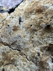 Coriolopsis gallica