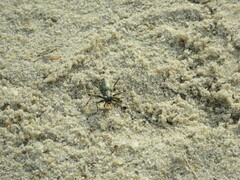 Ellipsoptera marginata