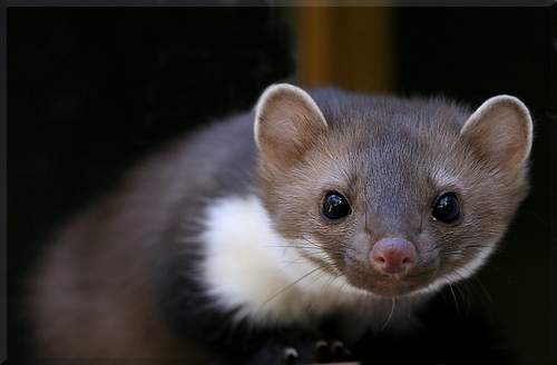 Stone Marten, photo 6 of 7