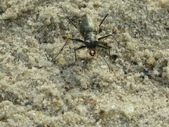Ellipsoptera marginata