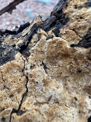 Coriolopsis gallica