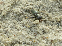 Ellipsoptera marginata