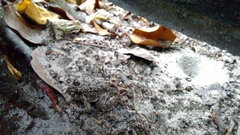 Fejervarya limnocharis