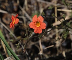 Jamesbrittenia aurantiaca