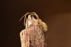 Tetragnathidae