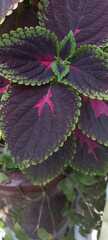 Coleus scutellarioides