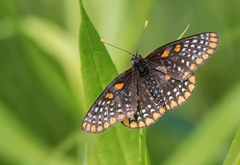 Euphydryas phaeton