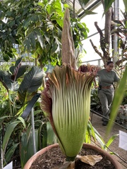 Amorphophallus titanum