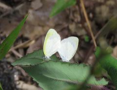 Eurema elathea