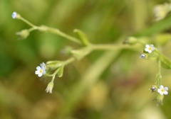 Myosotis sparsiflora