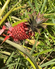 Ananas comosus bracteatus