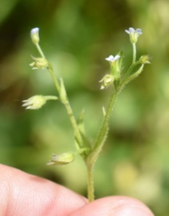 Myosotis sparsiflora